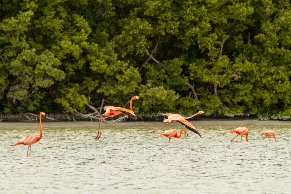 Circuit "Yucatan - Mostenirea Mayasilor"