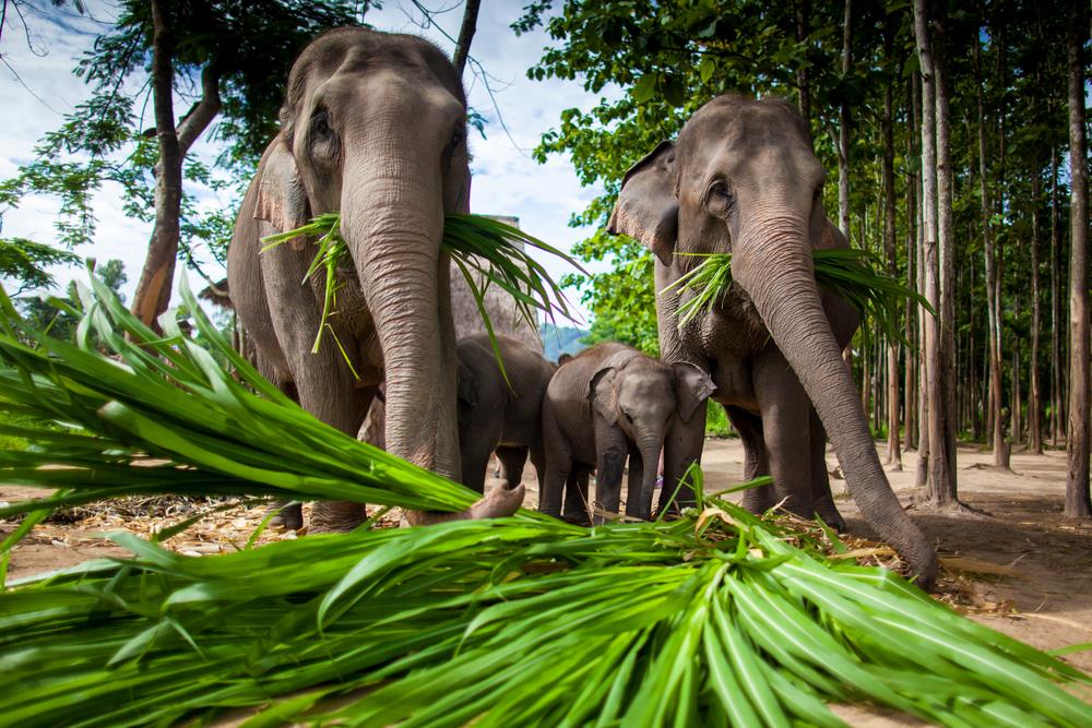 Chiang Mai Elephants