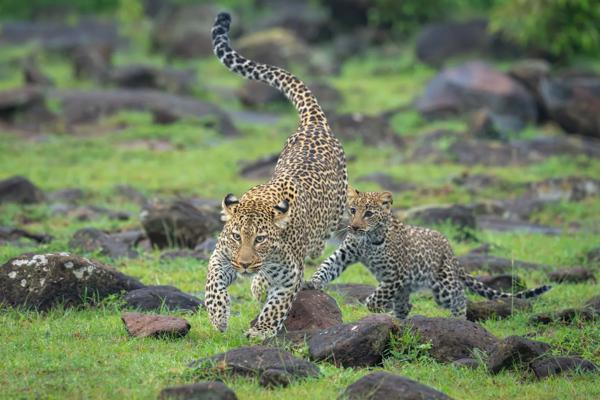 Safari Kenya si plaja in Zanzibar
