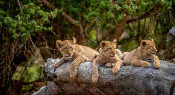 Circuit Cape Kaleidoscope 