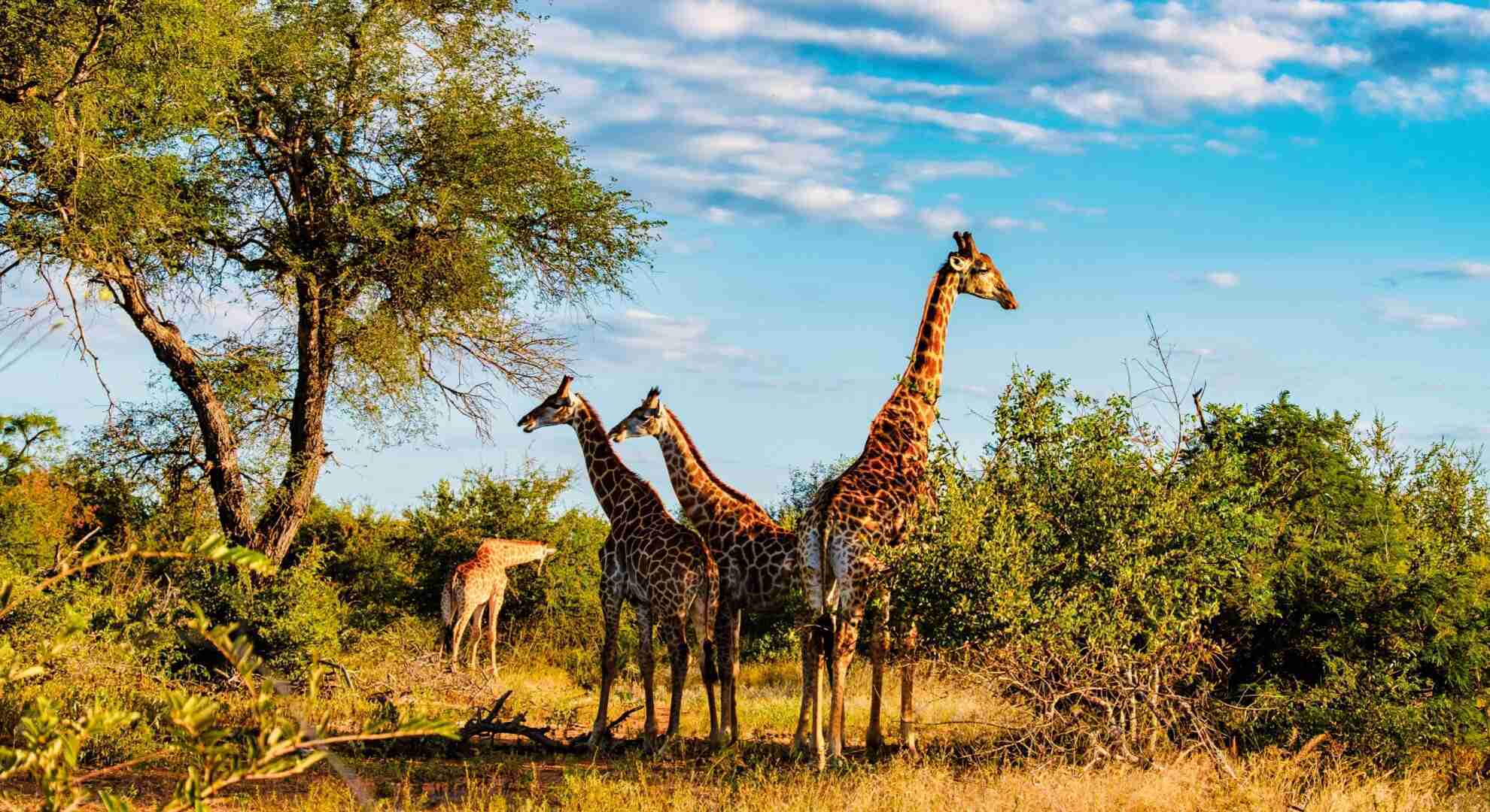South African Highlights