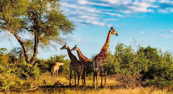 South African Discovery