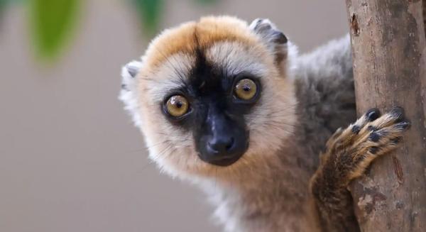 Circuit Madagascar: Andasibe si Sainte-Marie - Highlights of Madagascar