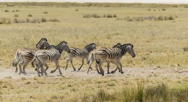 Circuit Botswana si Zimbabwe: Okavango, Chobe si Victoria Falls