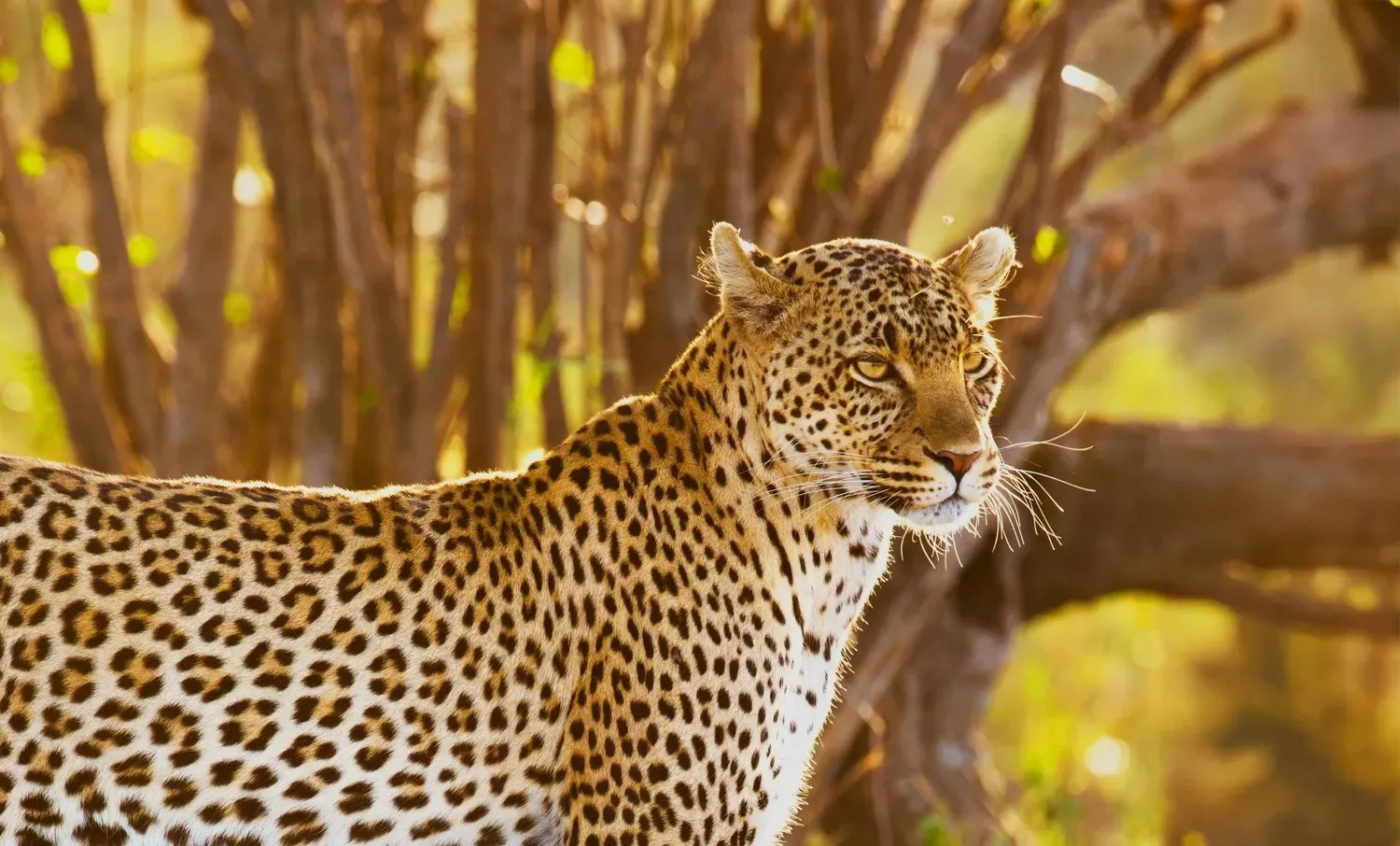 Essential Tanzania