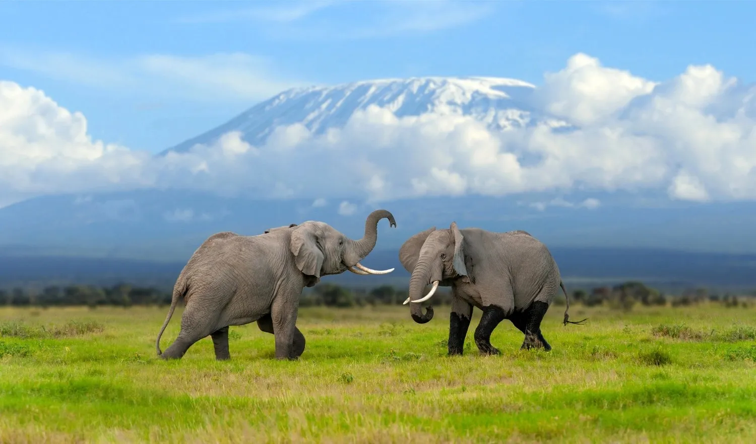 A Taste of Tanzania