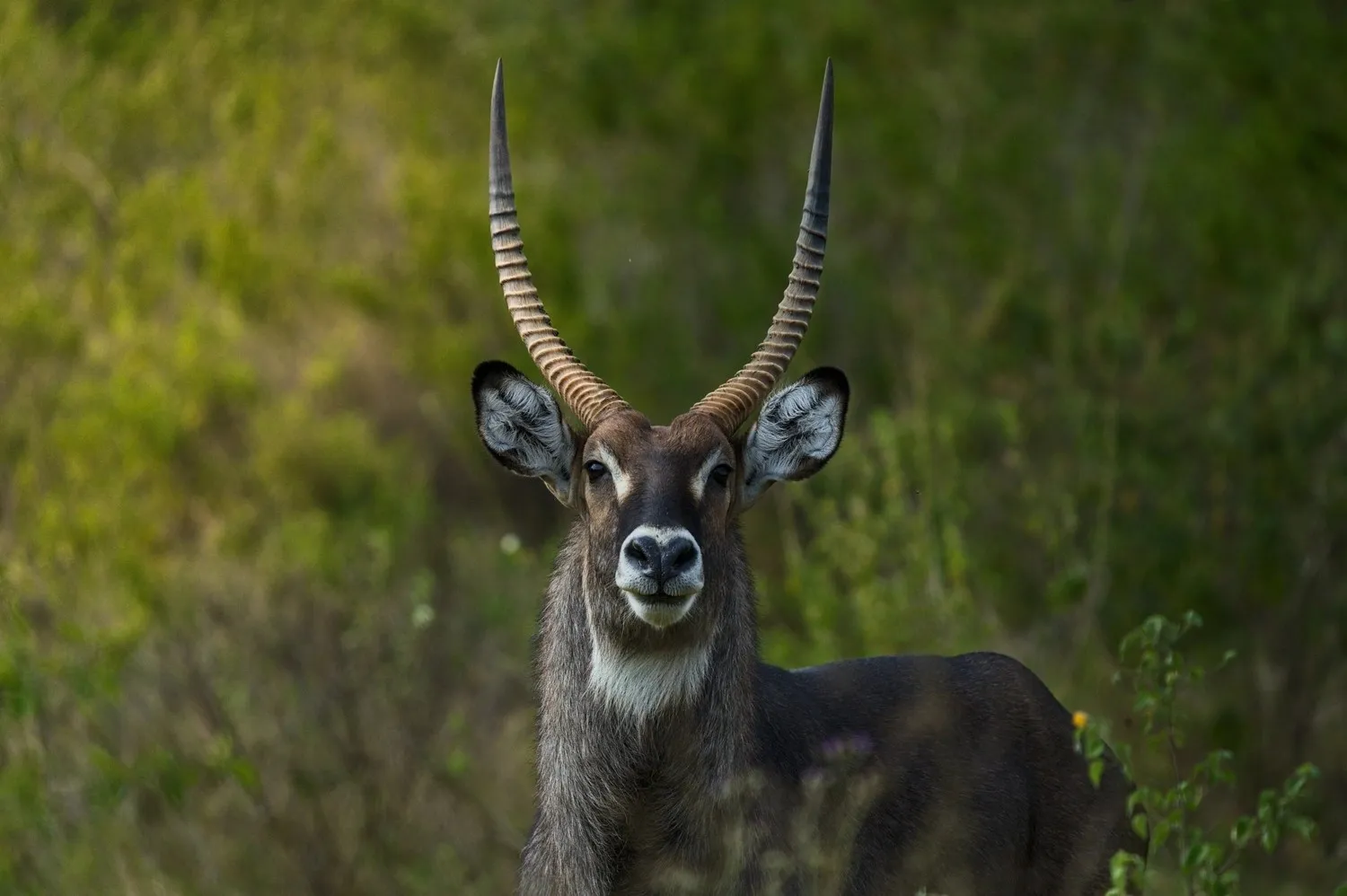 Best of Tanzania
