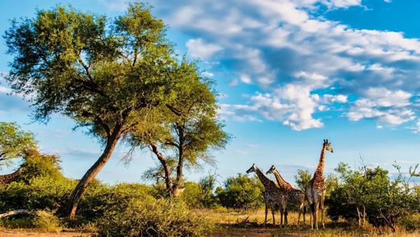 Circuite Safari Kenya