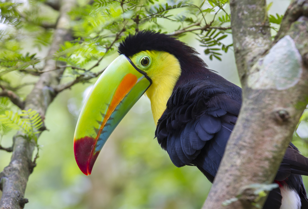 Costa Rica - Aventura si plaja