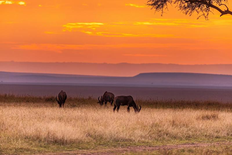 Gnu Pășunând la Apus de Soare pe Savana din Masai Mara – Safari Kenya