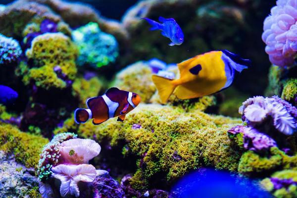 Circuit Australia - "Descopera Sydney si Marea Bariera de Corali"