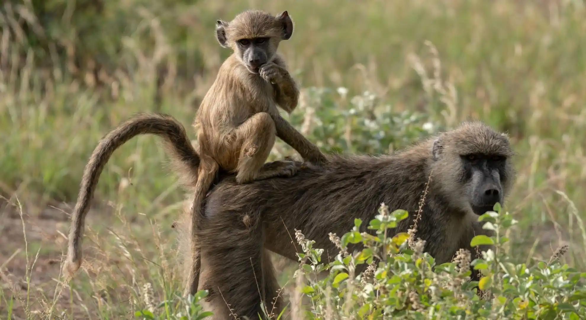 Impale Sălbatice în Vegetația Deasă a Parcului Național Tsavo East – Safari Kenya