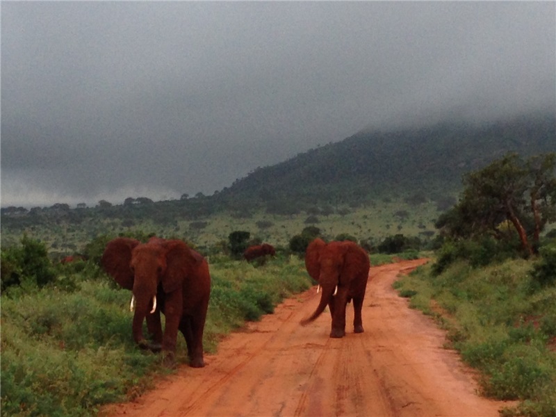 Grup Africa - Vacanta Kenya ianuarie 2013