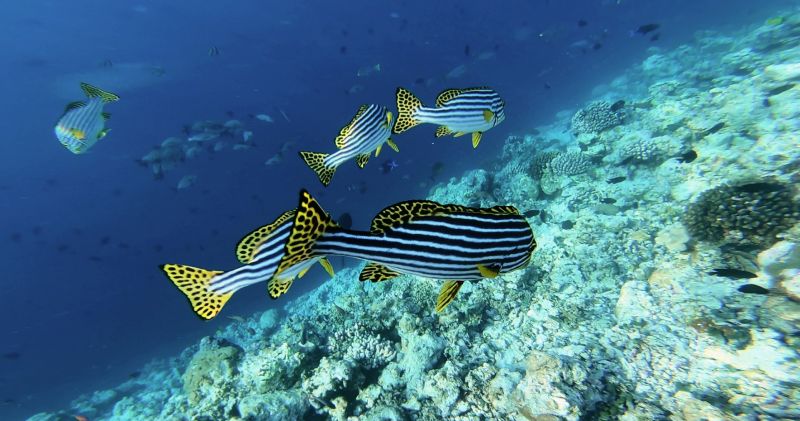 Lavinia si Stefan -Oblu by Atmosphere at Helengeli