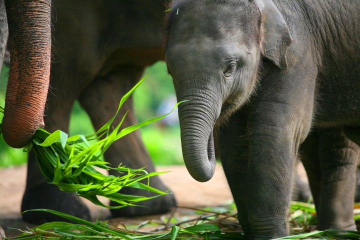 Mae Sa Elephant Camp