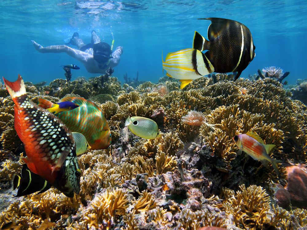 Marea Caraibelor