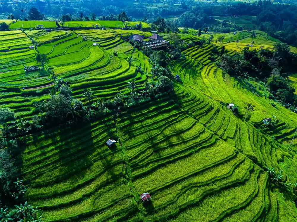 Natură exotică Bali Indonezia aerocenter