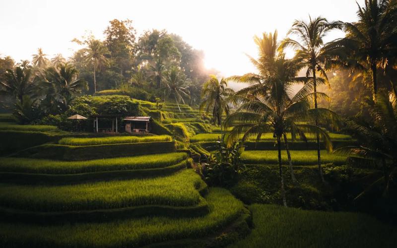 Natura exotică Ubud Bali Inonezia Circuit Asia ofertă vacanță exotică aerocenter
