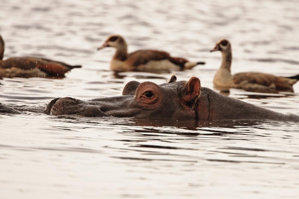 Parcul National Lacul Manyara