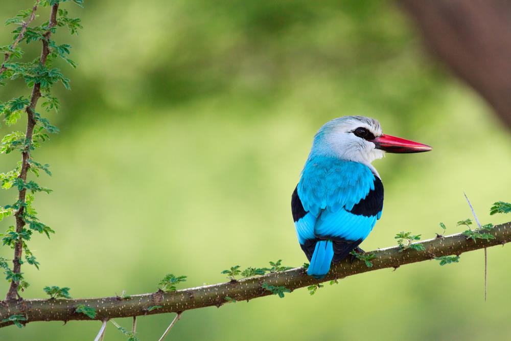 Parcul National Lacul Manyara