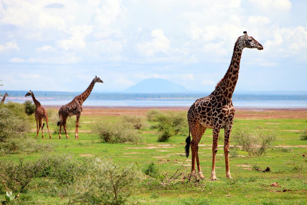 Safari Parcul National Serengeti