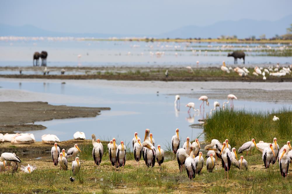Parcul National Lacul Manyara