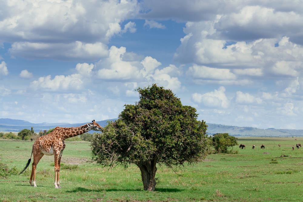 Karibu Tanzania Safari