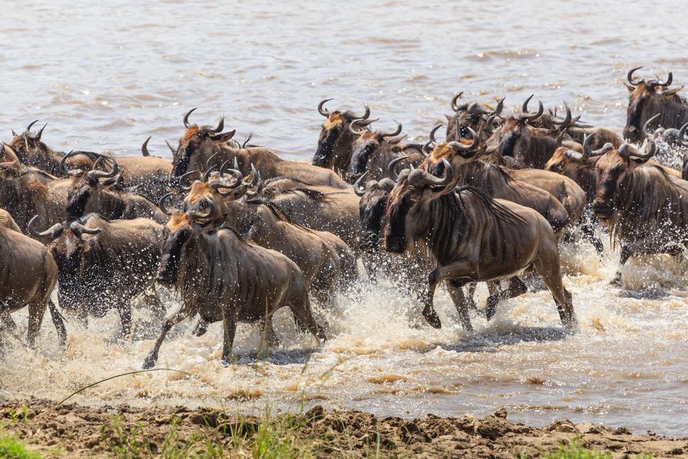 Parcul National Serengeti