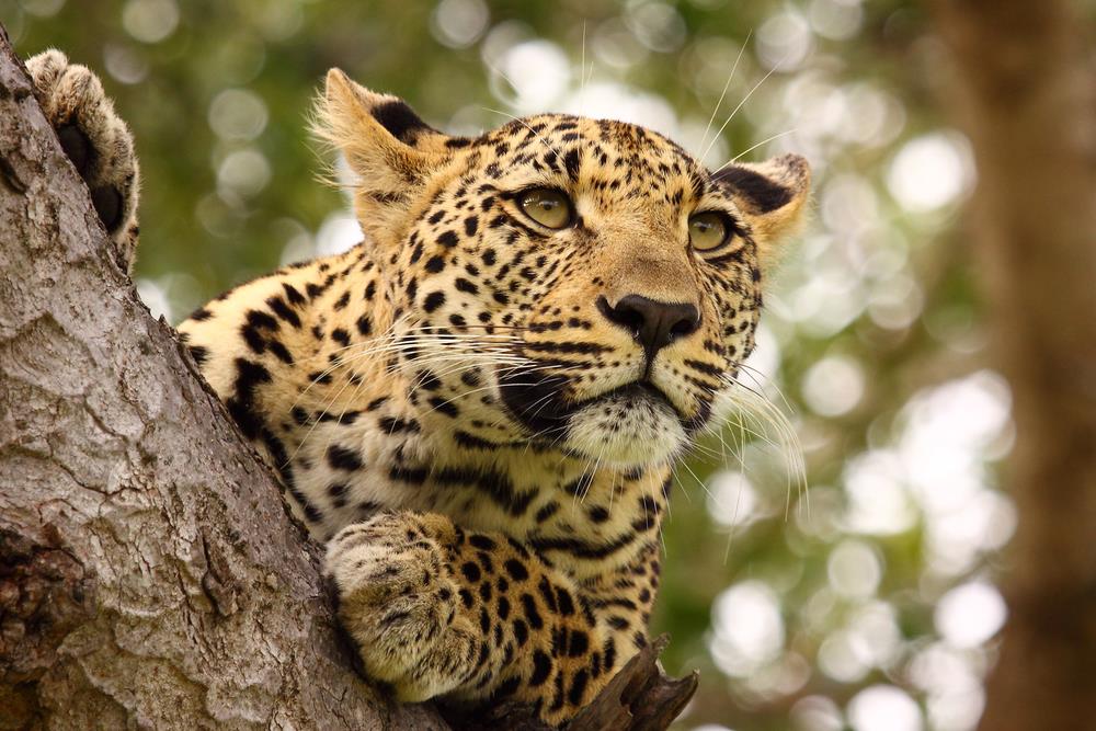 Parcul National Serengeti