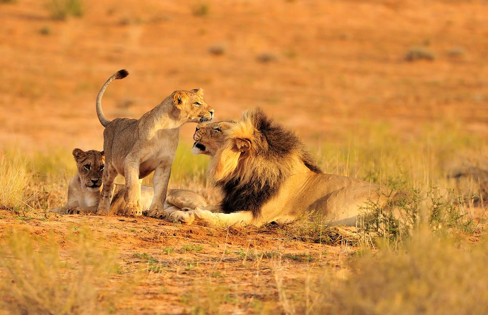 Parcul National Tarangire