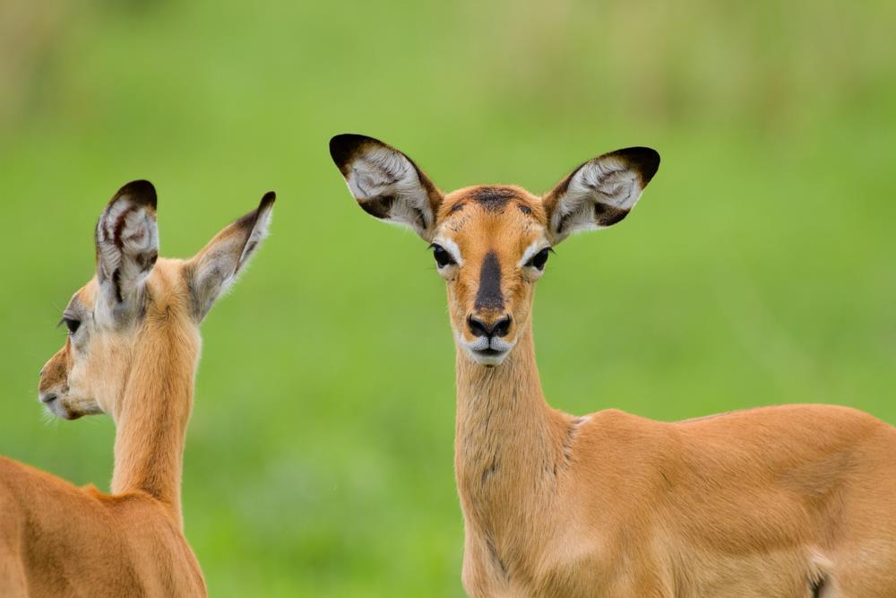 Parcul National Tarangire