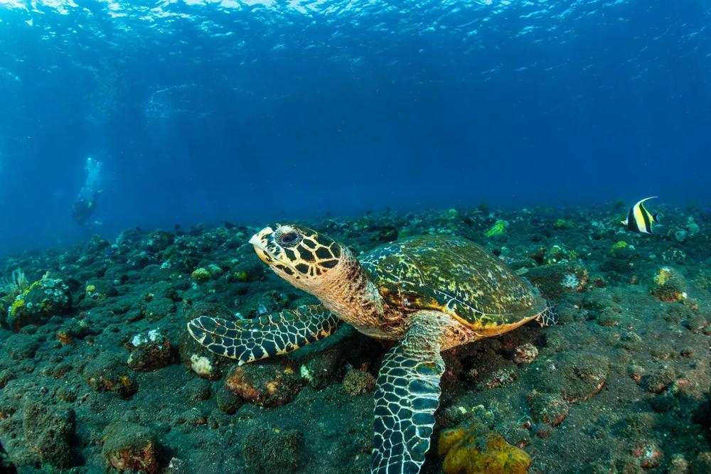 recif de corali Bali
