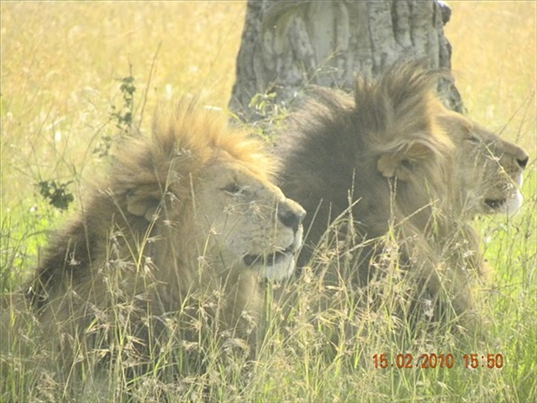 Nicoleta Paraschivescu - Vacanta Kenya 10 - 23 februarie 2010