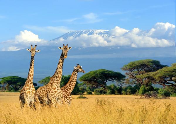 Highlights of East Africa