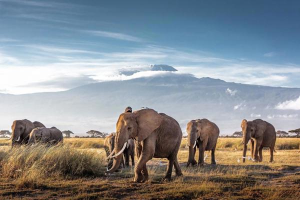 Parcurile nationale din Kenya: Masai Mara, Tsavo, Amboseli si alte rezervatii spectaculoase