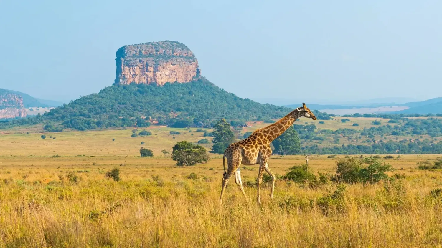 Safari Tsavo si Sejur Diani Beach