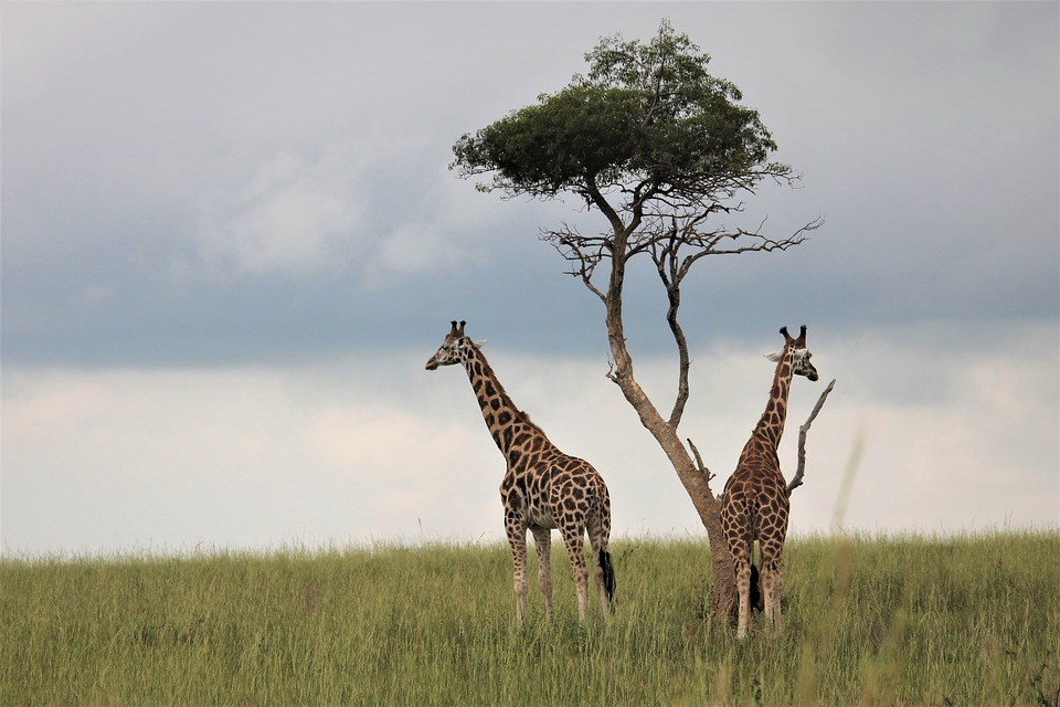 Uganda