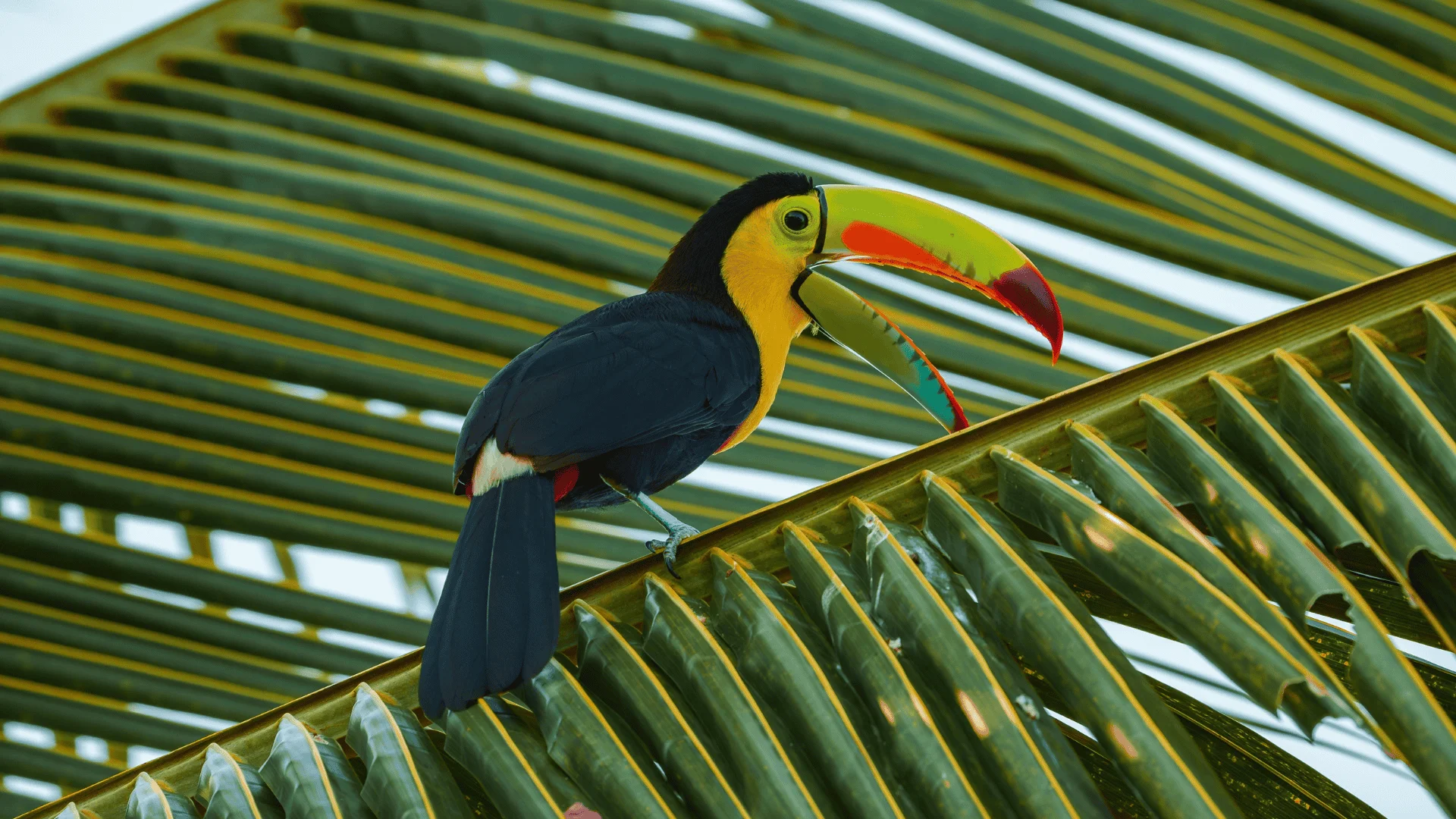 Vacante America de Nord si Centrala