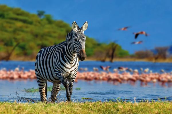 A Taste of Kenya: Safari Amboseli, Tsavo si Diani Beach